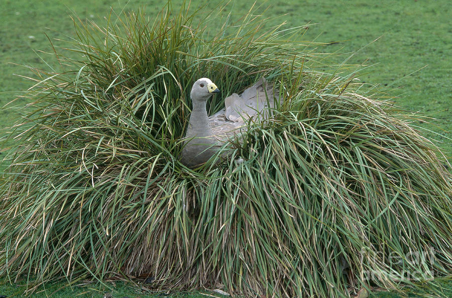 Cape Barren Goose On Nest Photograph by Gregory G. Dimijian, M.D.