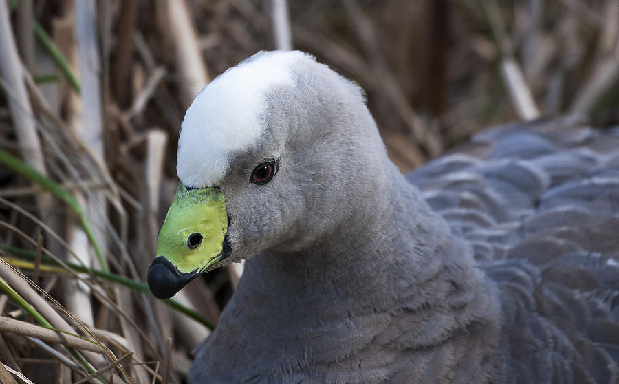Goose Photograph - Cape Barren Goose by Steven Ralser
