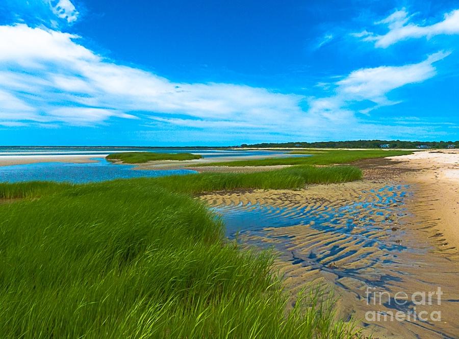 Cape Beach Grass Photograph by Sue Zamecnik