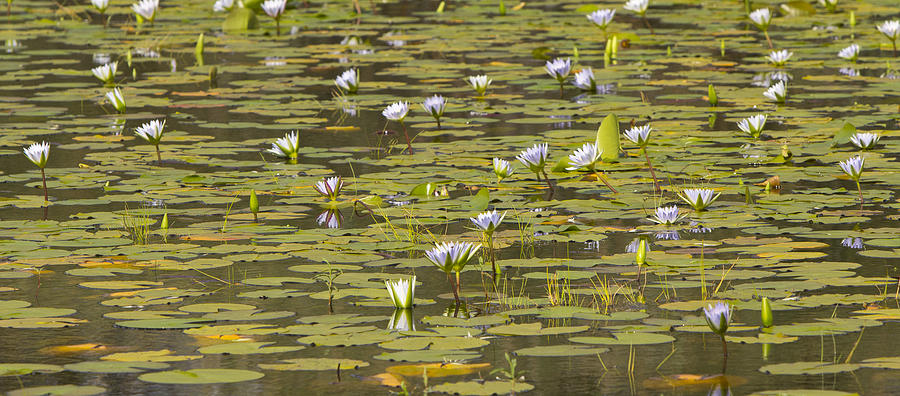 Cape Blue Water-lilies Zimbabwe Photograph by Michael Durham