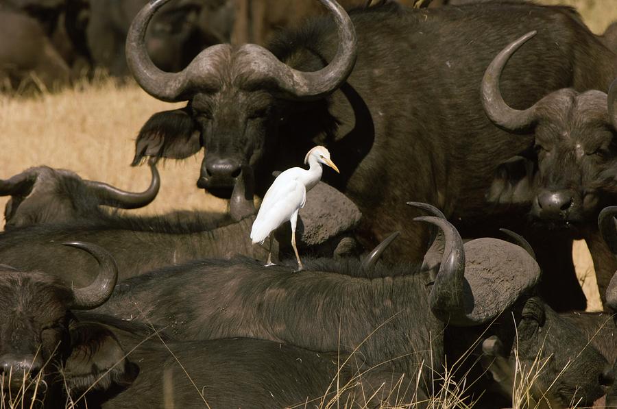 Buffalo Photograph - Cape Buffalo And Cattle Egret by Dr P. Marazzi/science Photo Library