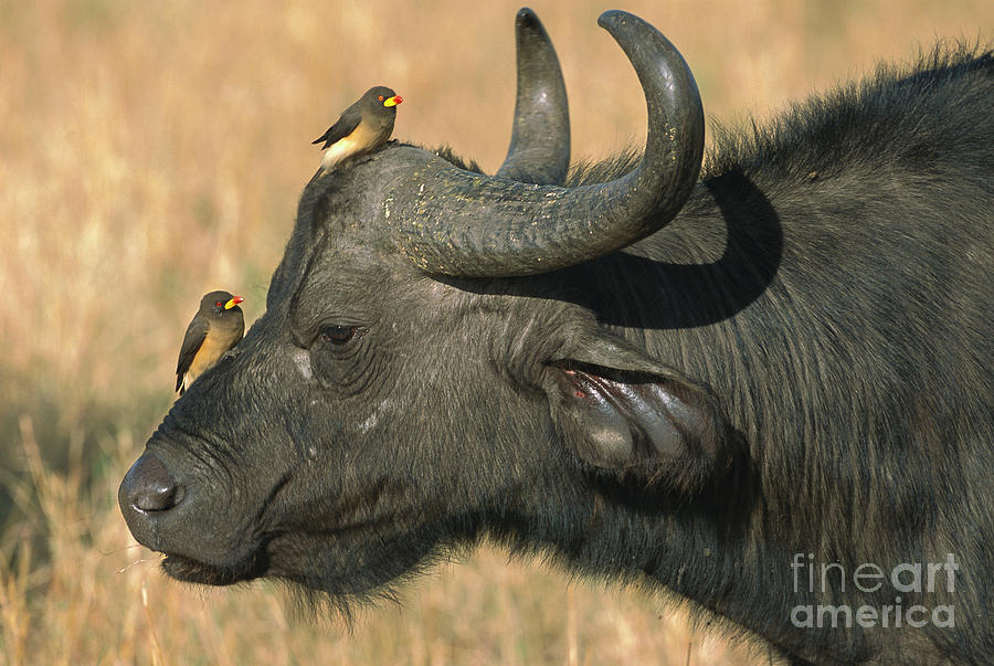 Cape Buffalo And Oxpeckers Photograph by Yva Momatiuk John Eastcott