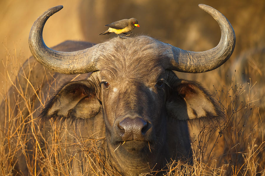 Cape Buffalo and Yellow Billed Oxpecker, Ngorongoro Crater, Tanzania Africa Photograph by Kenneth Canning