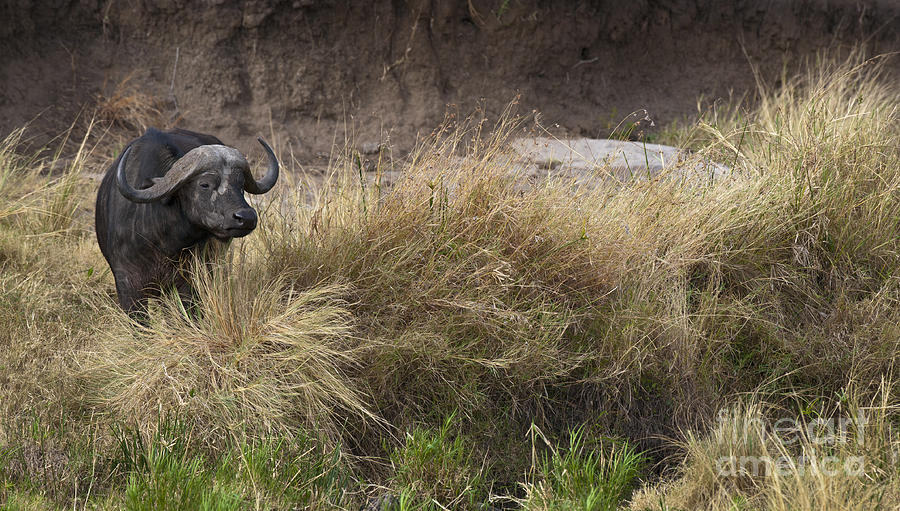 Cape Buffalo Bull Photograph by John Shaw