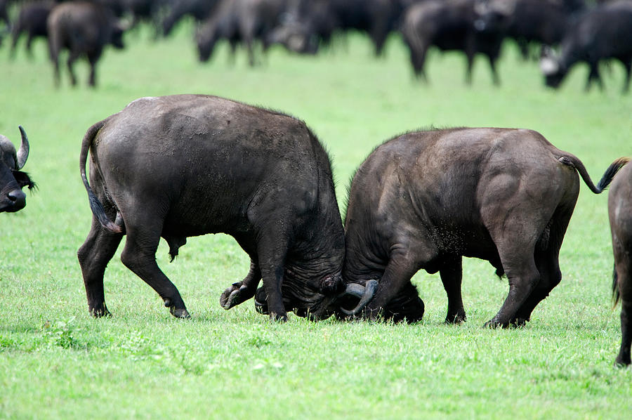Buffalo Photograph - Cape Buffalo Bulls Syncerus Caffer by Panoramic Images