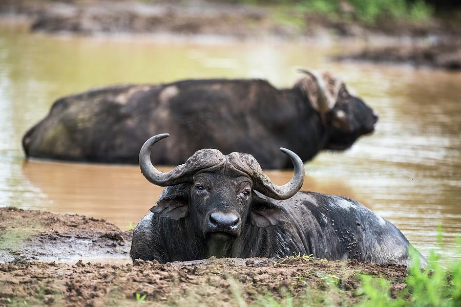 Africa Photograph - Cape Buffalo Bulls Wallowing by Peter Chadwick/science Photo Library