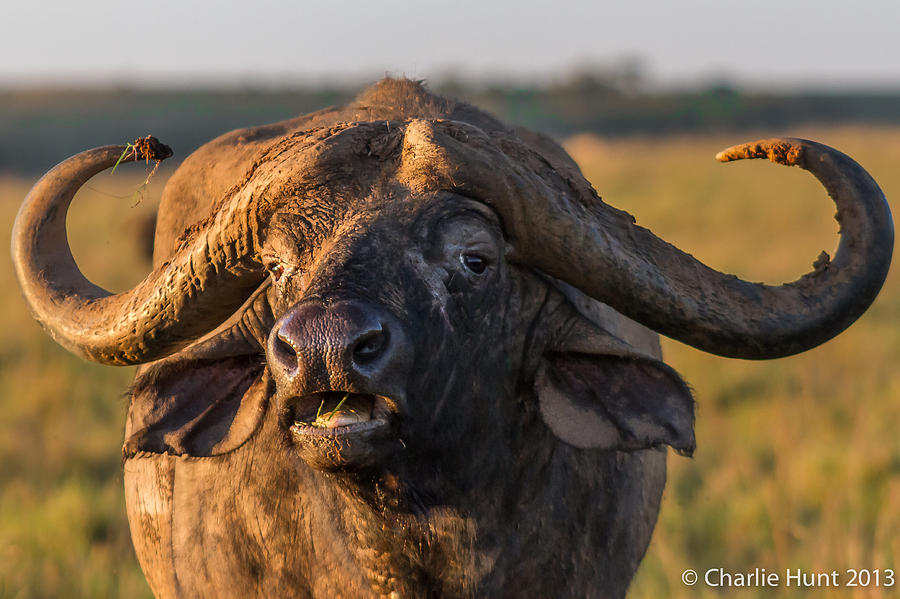 Cape Buffalo Photograph by Charlie Hunt - Fine Art America