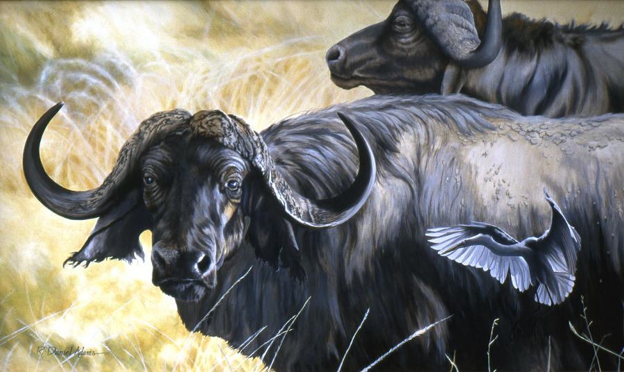 Nature Painting - Cape Buffalo by Daniel Adams by Daniel Adams