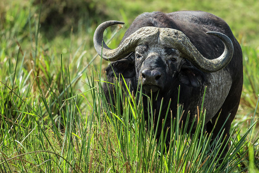 Cape Buffalo Feeding In The Marsh Photograph by Manoj Shah