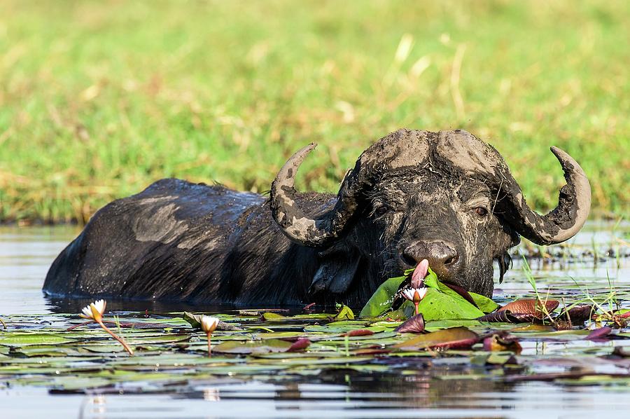Nature Photograph - Cape Buffalo Feeding On Water Lilies by Peter Chadwick