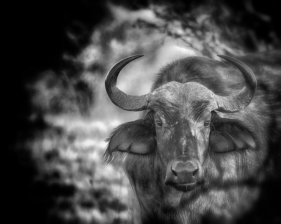 Cape Buffalo Photograph by Gigi Ebert