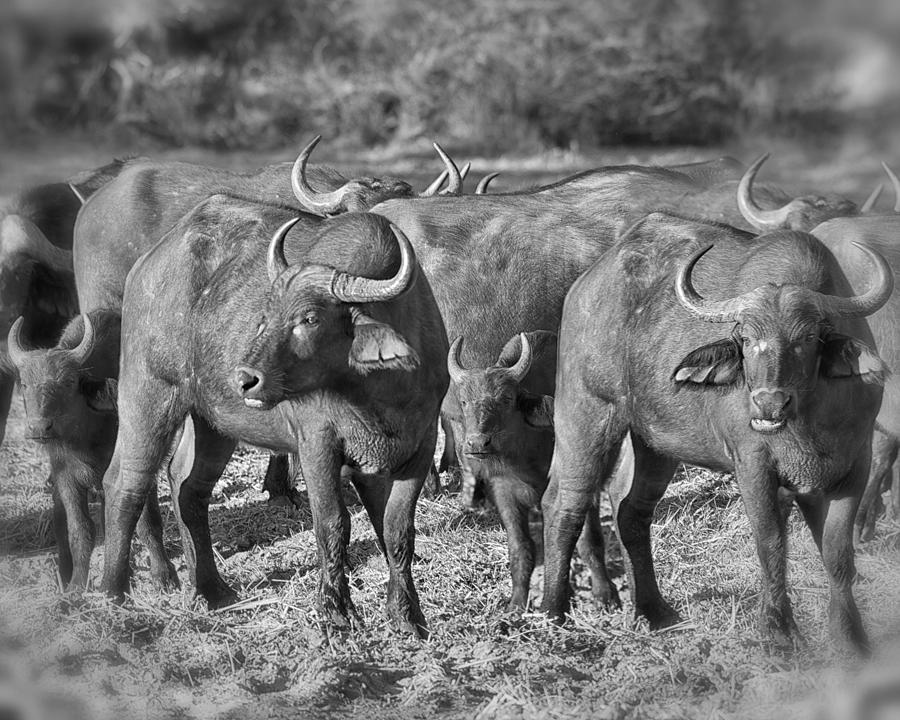 Cape Buffalo Herd Photograph by Gigi Ebert