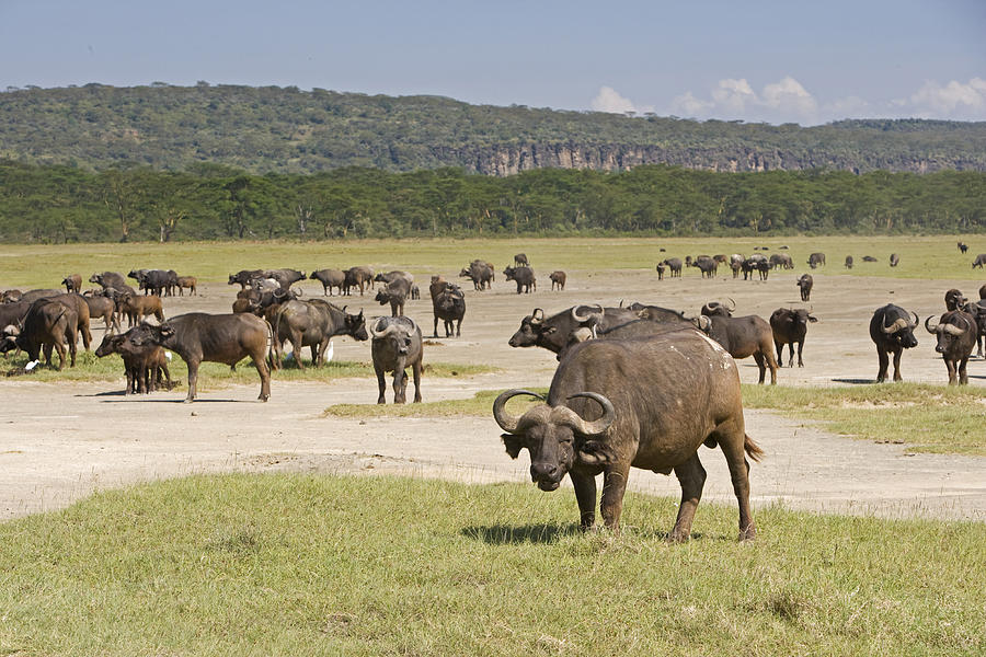 Cape Buffalo Herd Kenya Photograph by Elliott Neep
