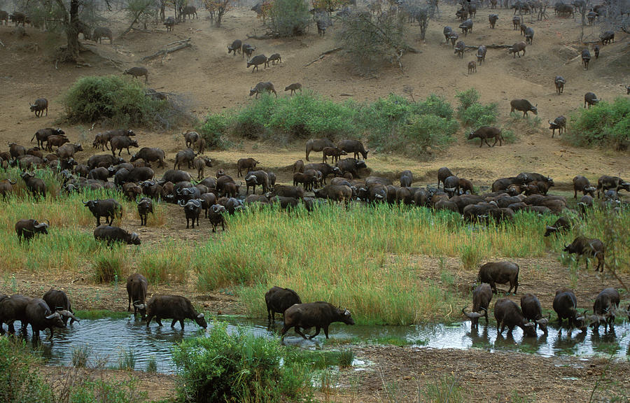 Cape Buffalo Herd Photograph by Nigel Dennis - Pixels