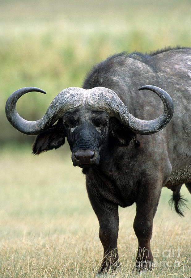 Cape Buffalo, Male Photograph by William H. Mullins