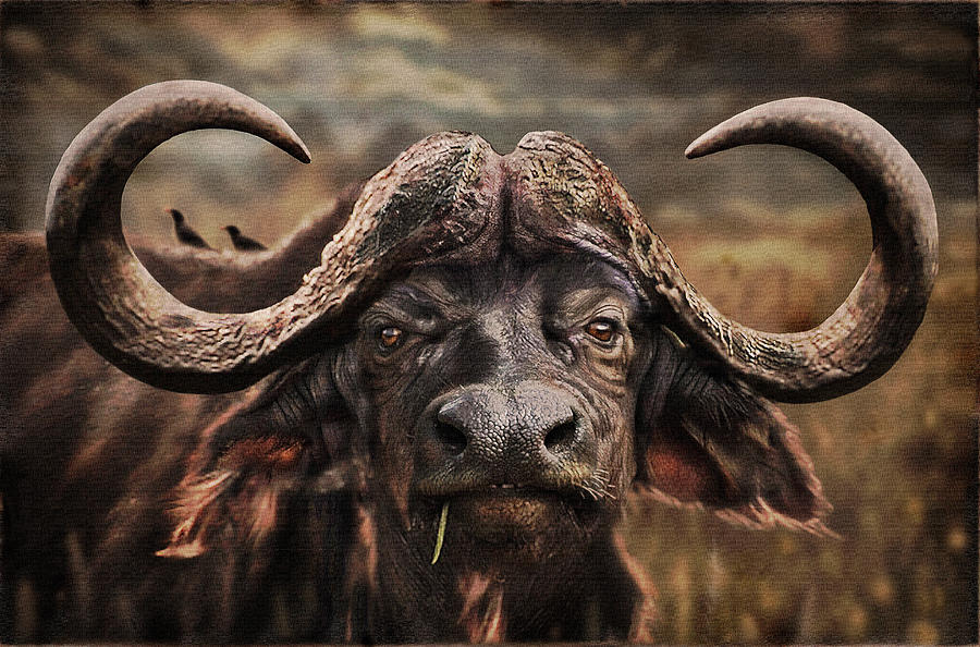 Vintage Photograph - Cape Buffalo, Serengeti, East Africa by Per-Andre Hoffmann