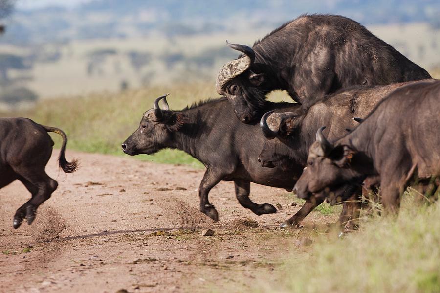 Animal Photograph - Cape Buffalo (syncerus Caffer) by Photostock-israel