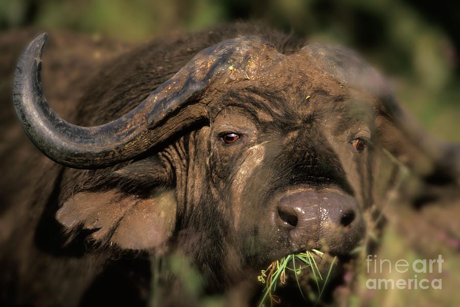 Cape Buffalo Syncerus Caffer Photograph by Ron Sanford