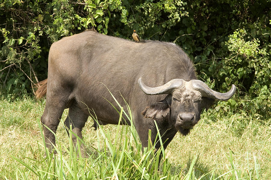 Cape Buffalo  Uganda Photograph by Liz Leyden