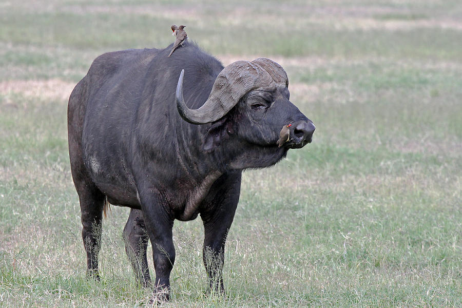 Cape buffalo with oxpecker Photograph by Tony Murtagh