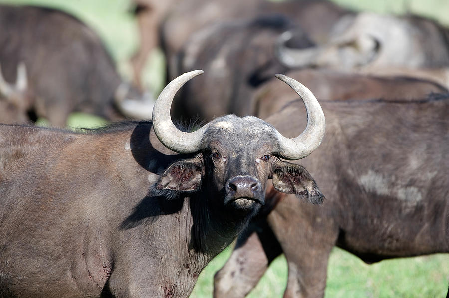 Buffalo Photograph - Cape Buffaloes Syncerus Caffer by Panoramic Images