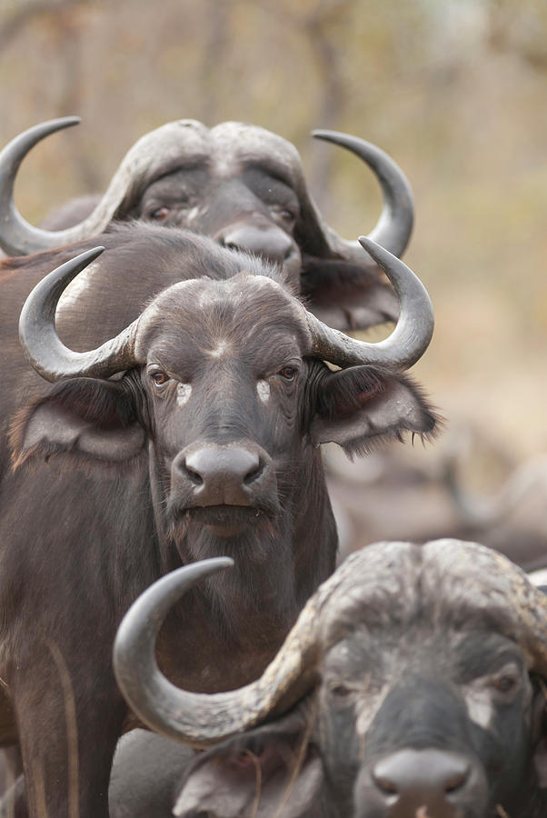 Cow Photograph - Cape Buffalos by Rainervonbrandis