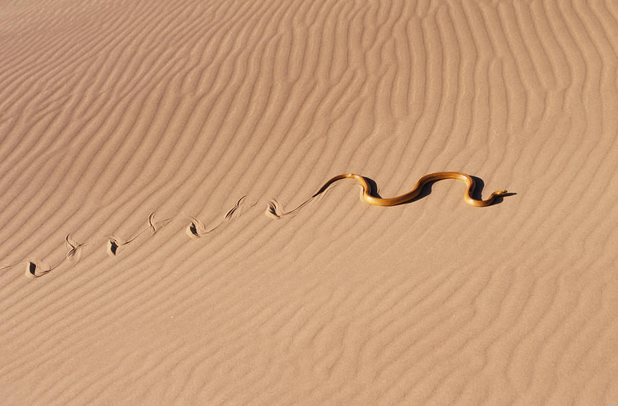 Cape Cobra Photograph by M. Watson