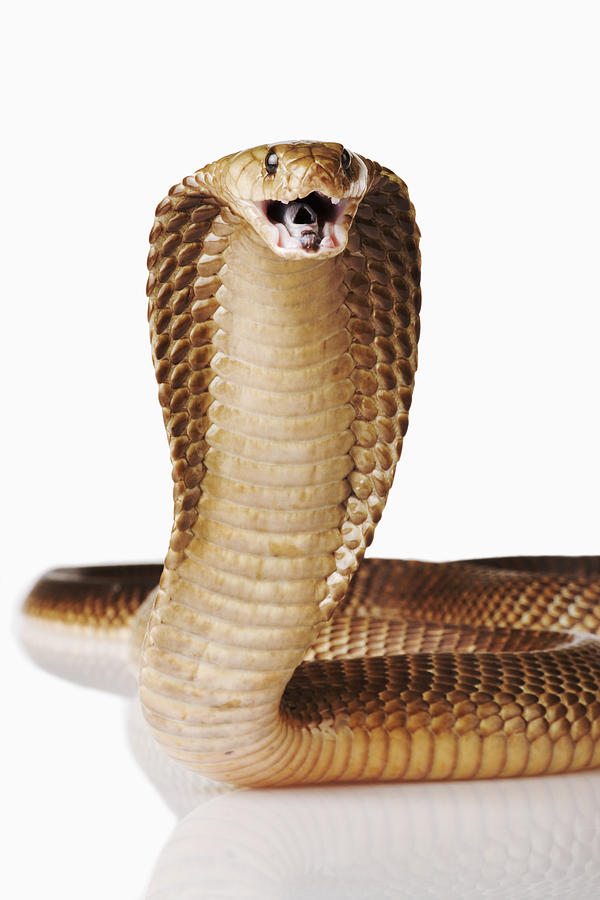 Cape Cobra.  Photograph by Martin Harvey