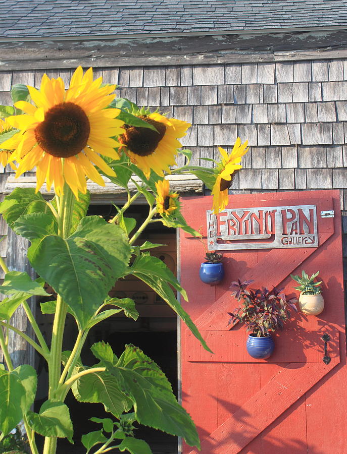 Cape Cod Art Gallery and Sunflowers Photograph by John Burk