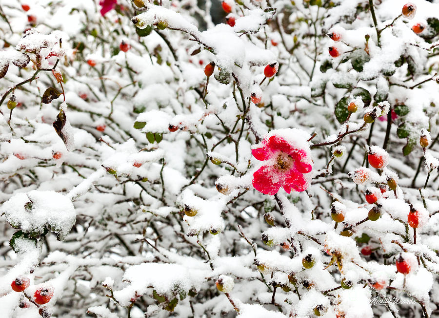 Winter Photograph - Cape Cod Beach Rose in Fresh Snow by Michelle Constantine