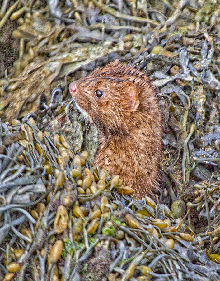 Cape Cod Canal Mink Photograph by Constantine Gregory