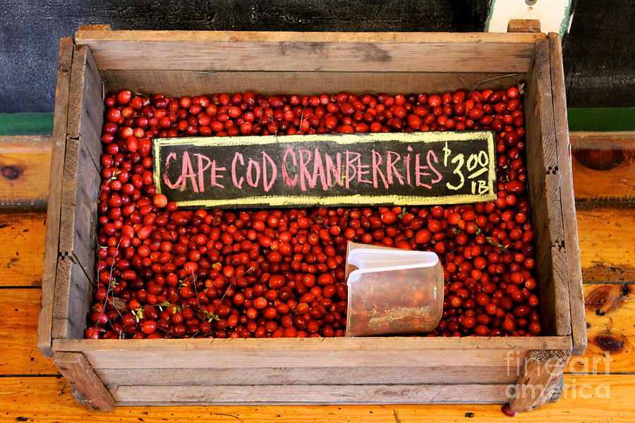 Boston Photograph - Cape Cod Cranberries by Jannis Werner