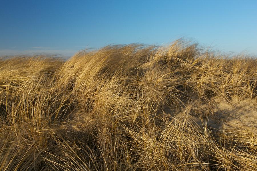 Cape Cod Dune Grass Photograph by Allan Morrison Pixels