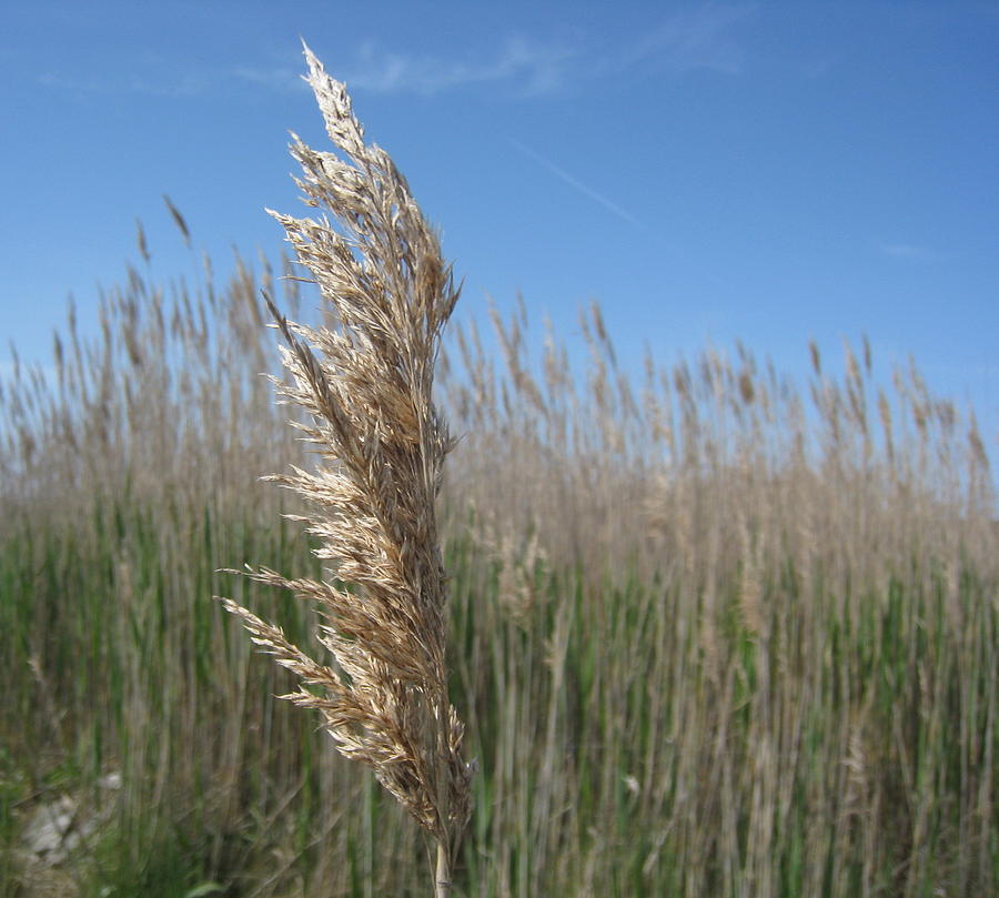 Cape Cod Grass Photograph by Monique Flint Fine Art America
