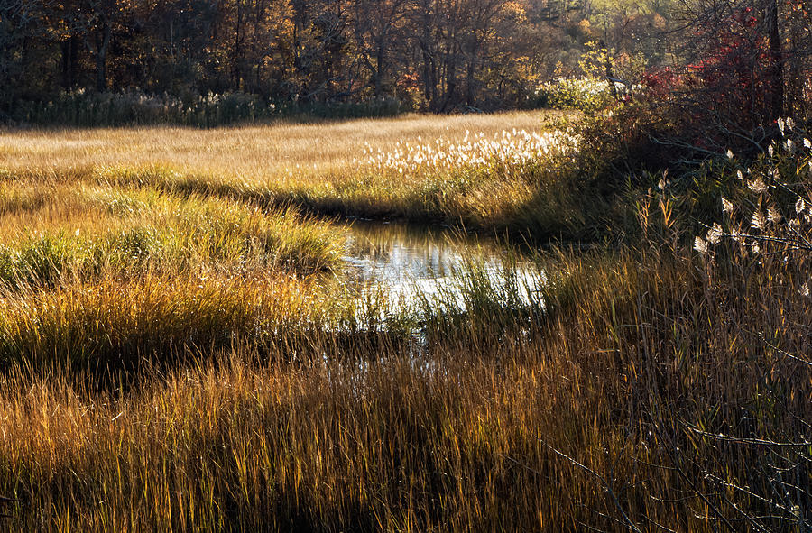 Cape Cod Marsh Photograph by Frank Winters