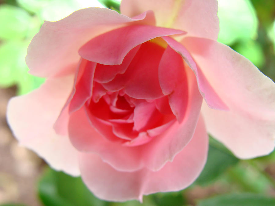 Cape Cod Rose Photograph by Ira Shander