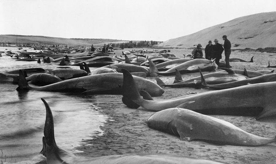 Cape Cod Whaling, C1885 Photograph by Granger
