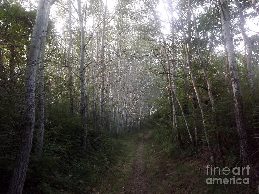 Cape Cod Woods Photograph by Jessica Dunn - Fine Art America