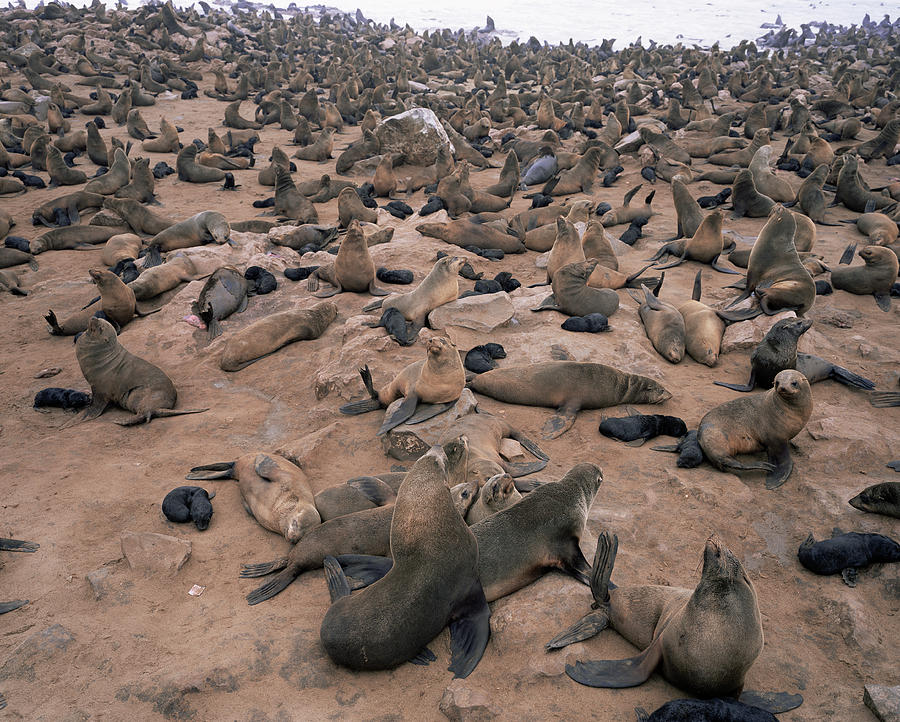 Cape Cross Seal Colony Photograph by Sinclair Stammers/science Photo Library