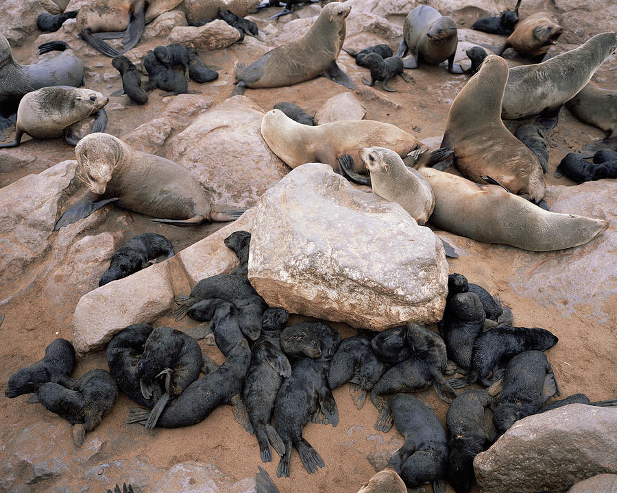 Cape Cross Seal Pups Photograph by Sinclair Stammers/science Photo Library