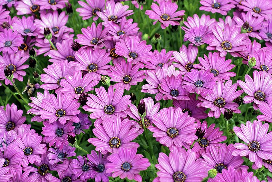 Cape Daisies (osteospermum sunny Mary) Photograph by Anthony Cooper/science Photo Library