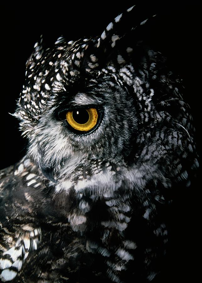 Cape Eagle Owl Photograph by Tony Camacho/science Photo Library
