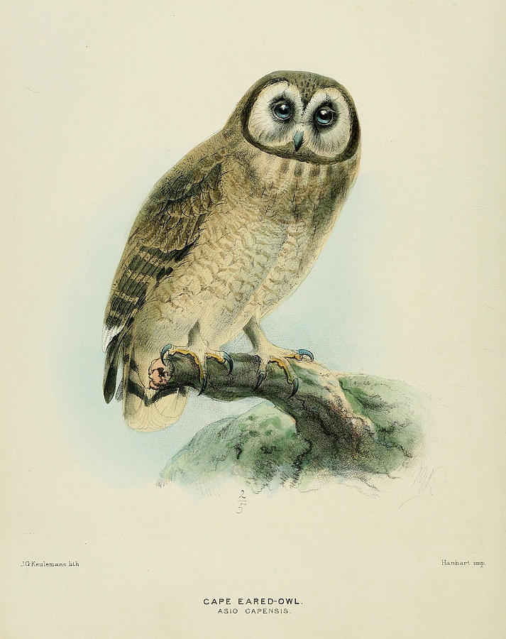 Cape Eared Owl Painting by Dreyer Wildlife Print Collections - Fine Art ...