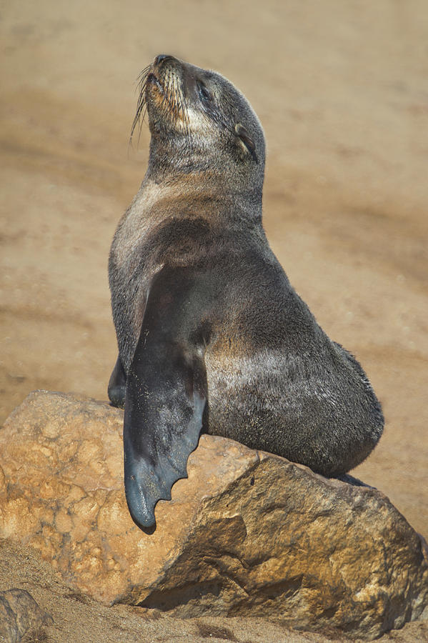 Cape Fur Seal Arctocephalus Pusillus Photograph by Animal Images - Fine Art  America