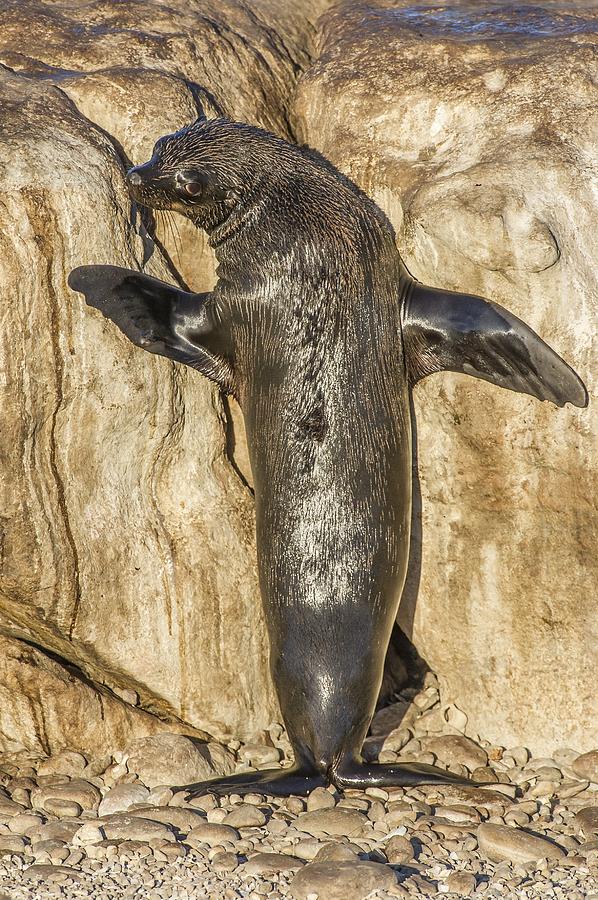 Cape fur seal basking in the sun Photograph by Science Photo Library