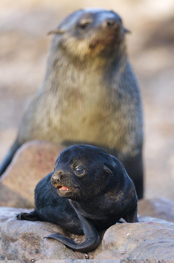Cape fur seal pup and adult Photograph by Science Photo Library