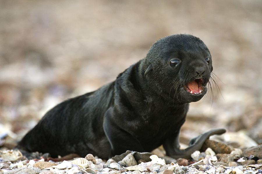 Nature Photograph - Cape fur seal pup by Science Photo Library