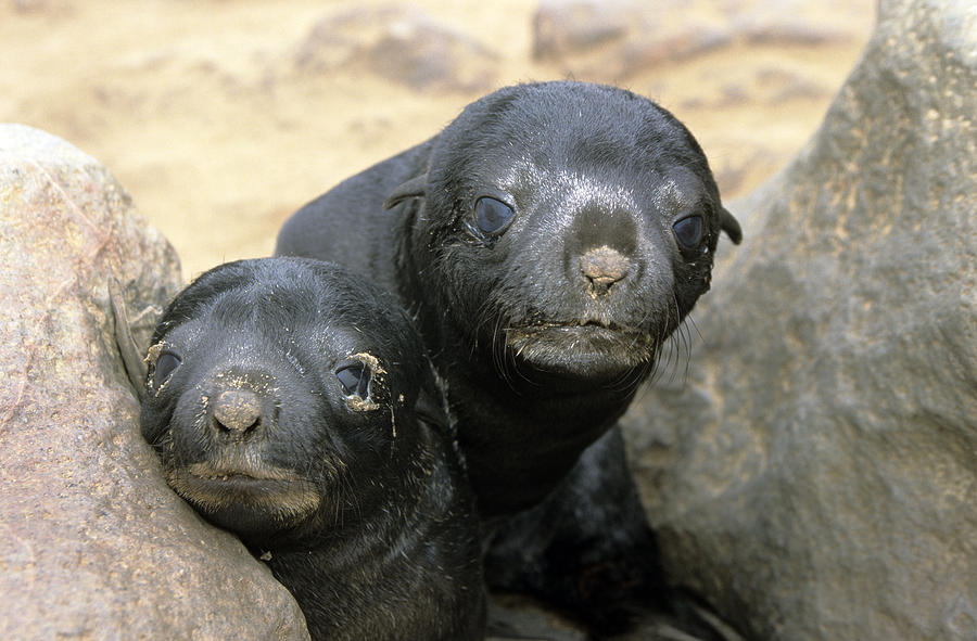 Cape Fur Seal Pups Photograph by M. Watson