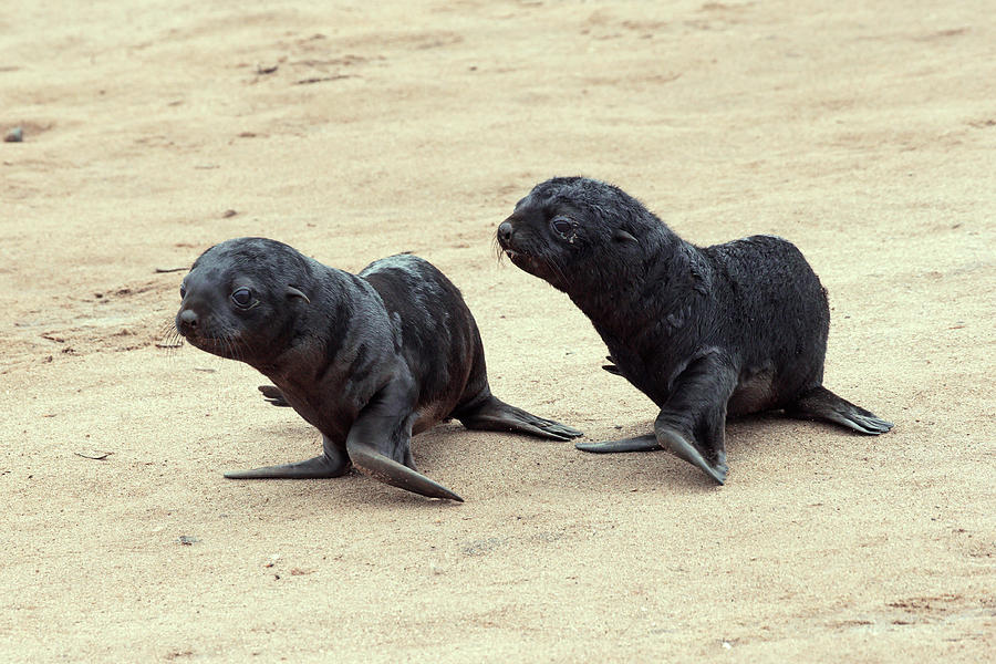 Cape Fur Seal Pups Photograph by Simon Booth