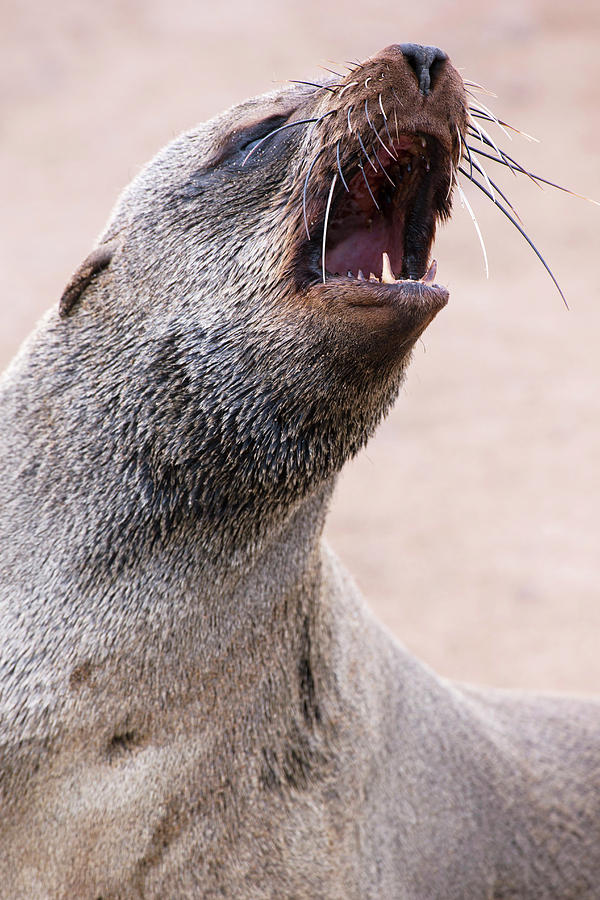 Cape Fur Seal Photograph by Simon Booth
